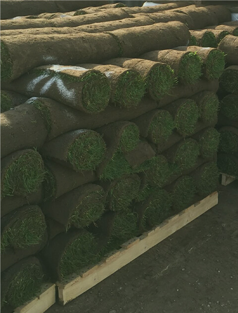 Turf Suppliers in Essex